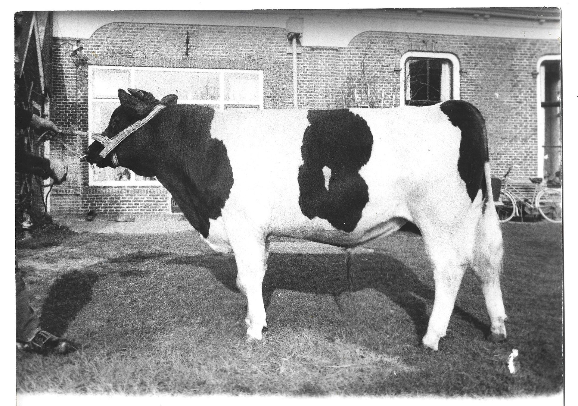 Friesland Vroom Bull outside farm 1