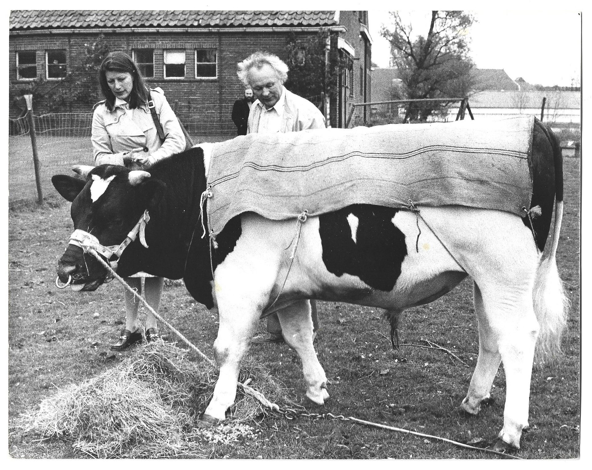 Friesland bull outside with Jean Paul Vroom