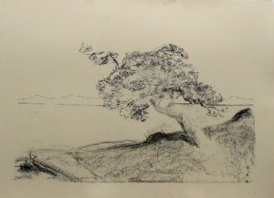 Tree-sketch