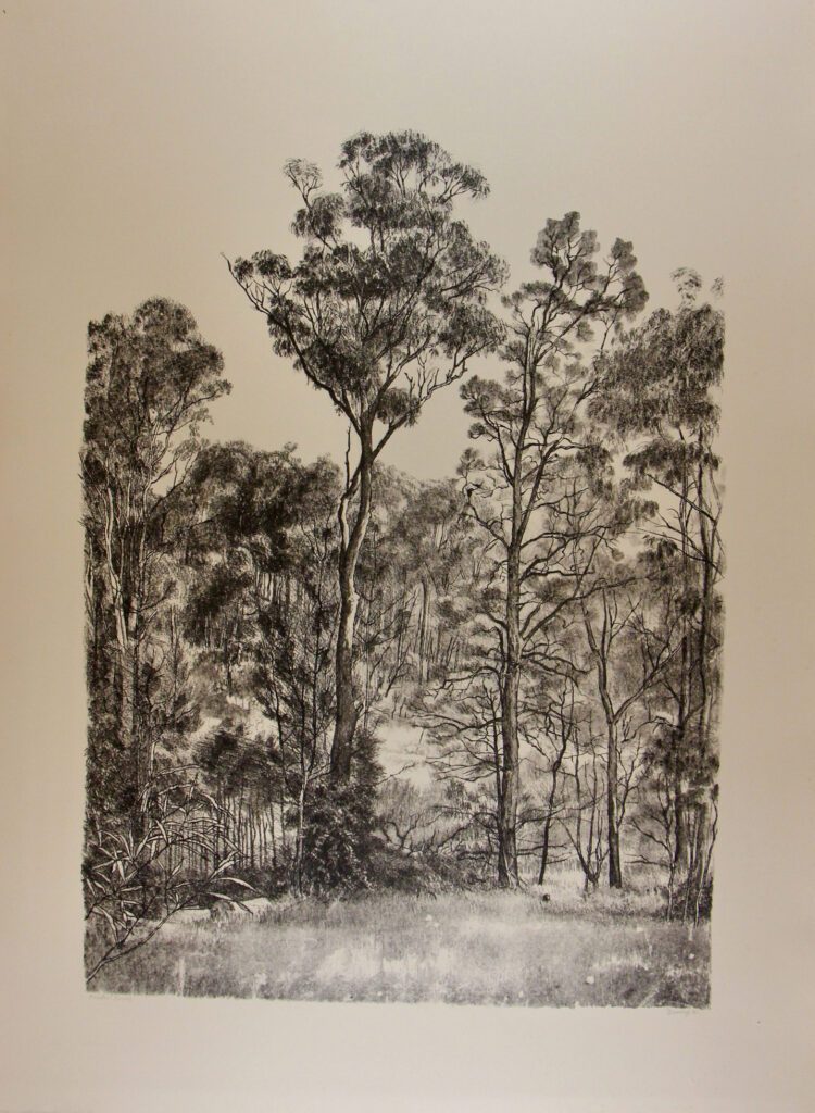 Tall Trees (Bawley Point) (Black and White) - 60x83cm – Brian Dunlop