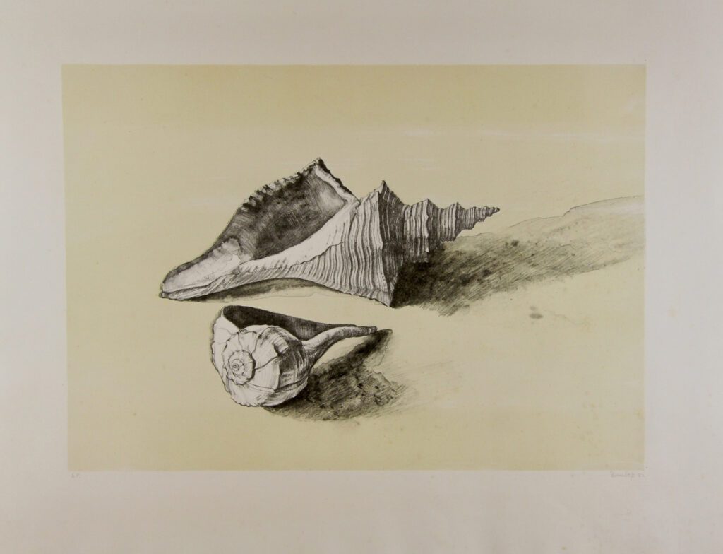 Shells - 1981 50x66cm – Brian Dunlop