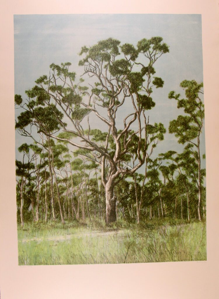 Through Trees (Bawley Point) - 1981 60x83cm – Brian Dunlop