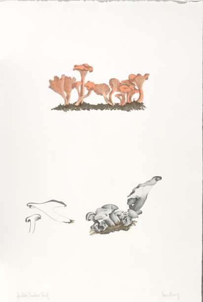The Mushroom book. Page 7