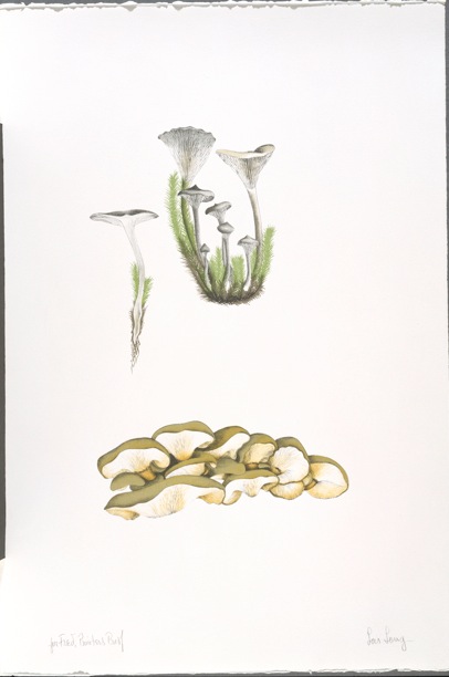 The Mushroom book. Page 10