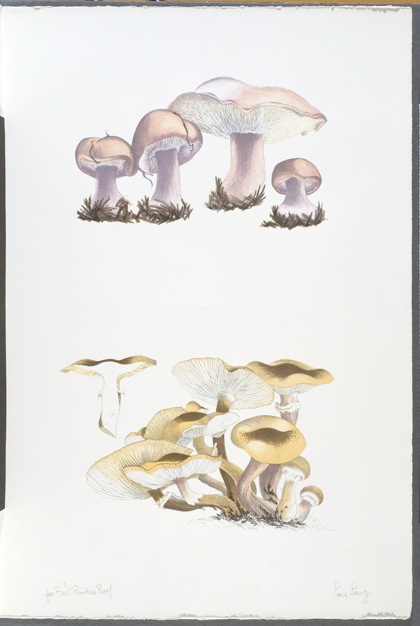 The Mushroom book. Page 2