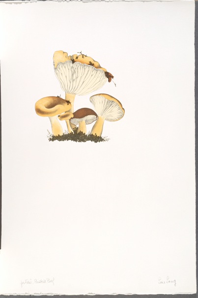 The Mushroom book. Page 4