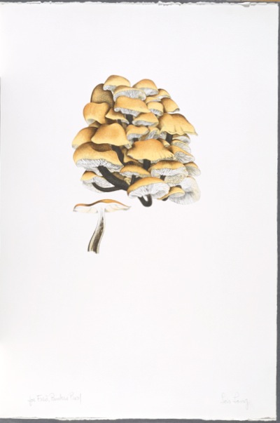 The Mushroom book. Page 5