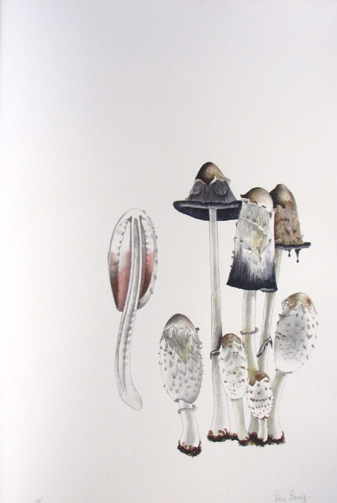 Mushroom Book Page 8 – John Cage