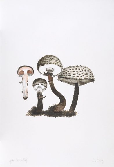 Mushroom Book Page 2 – John Cage