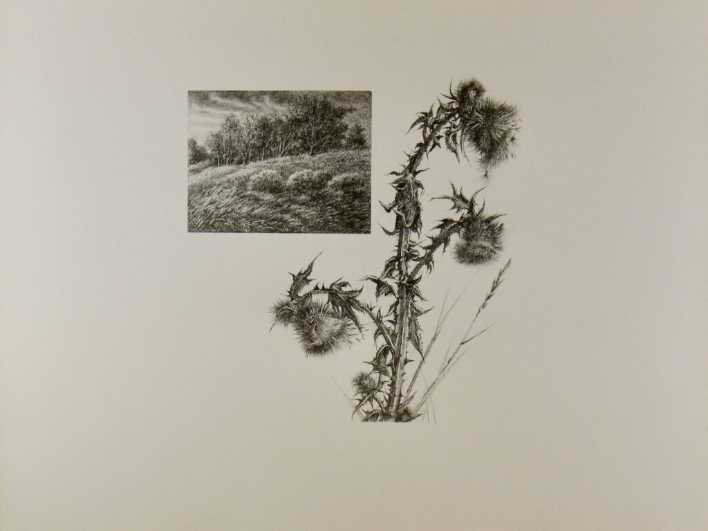 Thistles – M Van de Veer