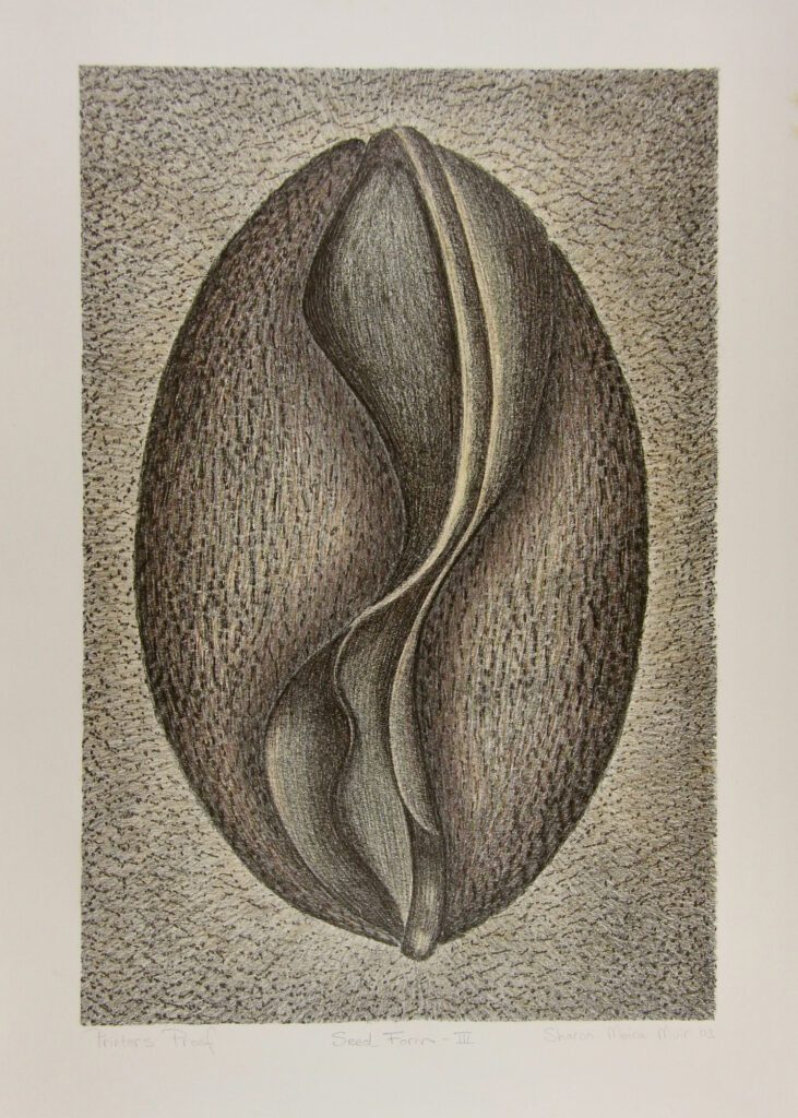 Seed Form 3 – Sharon Muir